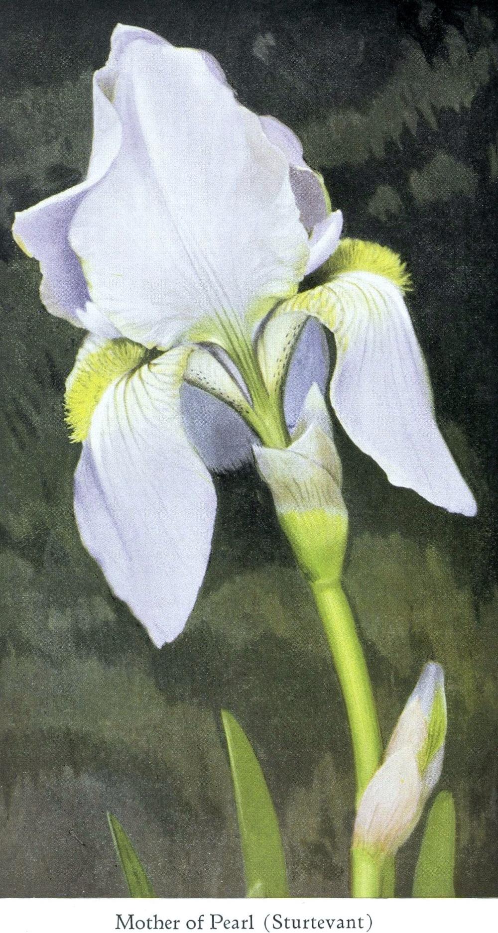 Photo of Tall Bearded Iris (Iris 'Mother of Pearl') uploaded by scvirginia