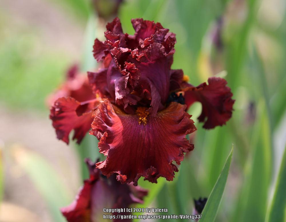 Photo of Tall Bearded Iris (Iris 'Ready for My Closeup') uploaded by Valery33
