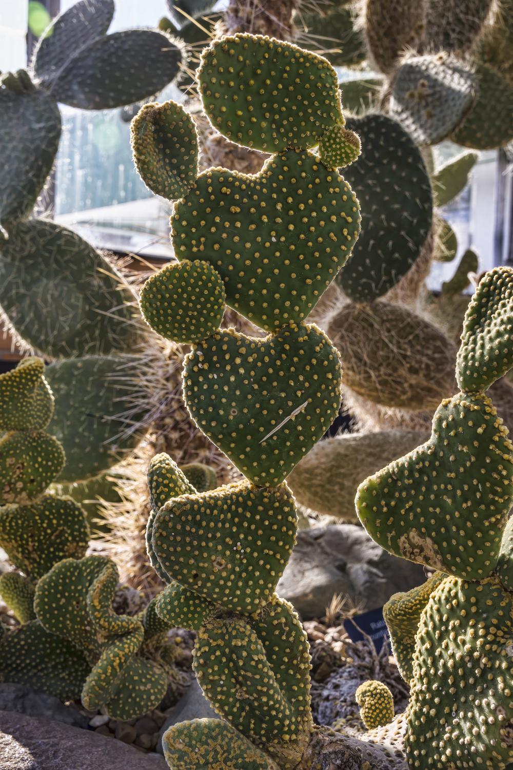 Photo of Bunny Ears (Opuntia microdasys) uploaded by arctangent