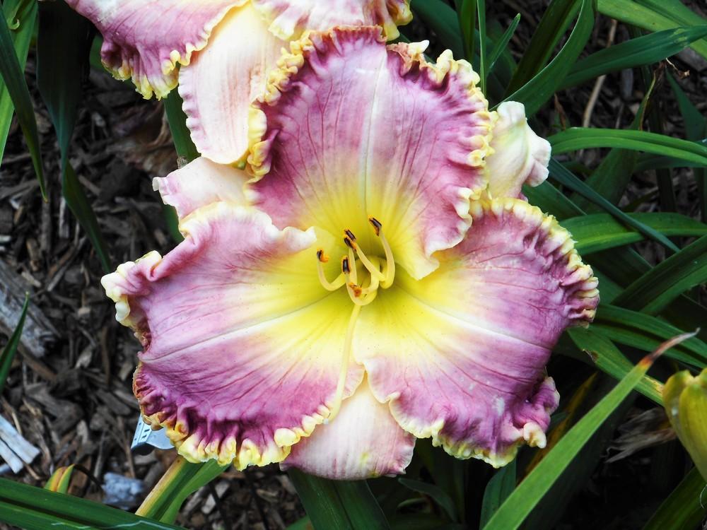 Photo of Daylily (Hemerocallis 'Charles Can't Have It') uploaded by celestialrose