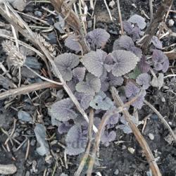 Location: Western NYS
Date: April 4, 2020
2 yr old Anise Hyssop Emerges