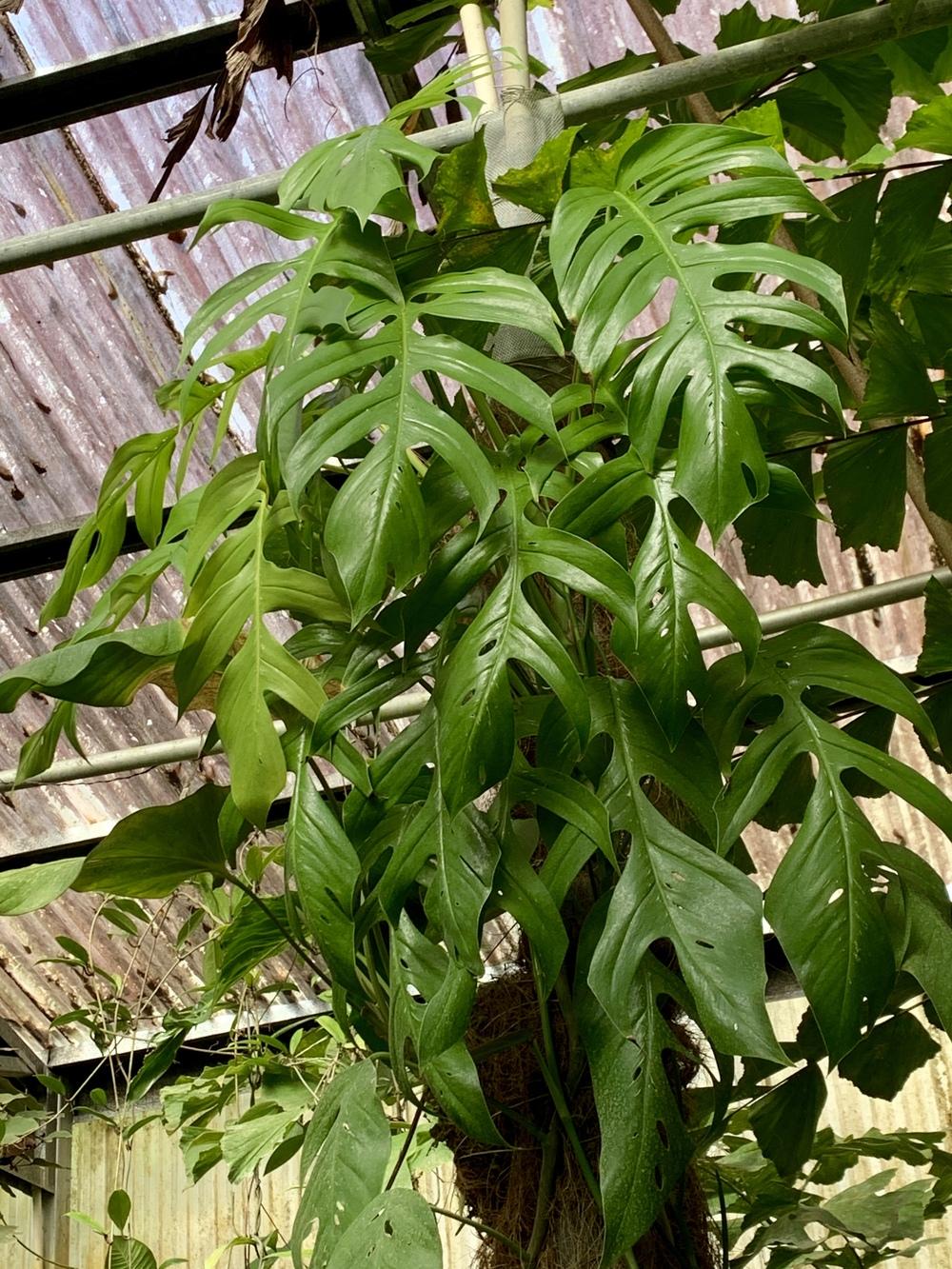 Photo of Devil's Ivy (Epipremnum pinnatum) uploaded by Gina1960
