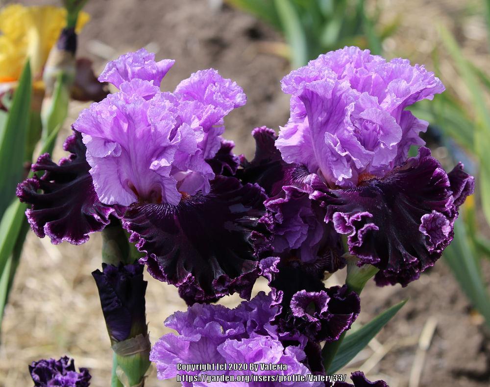 Photo of Tall Bearded Iris (Iris 'Royal Mystique') uploaded by Valery33