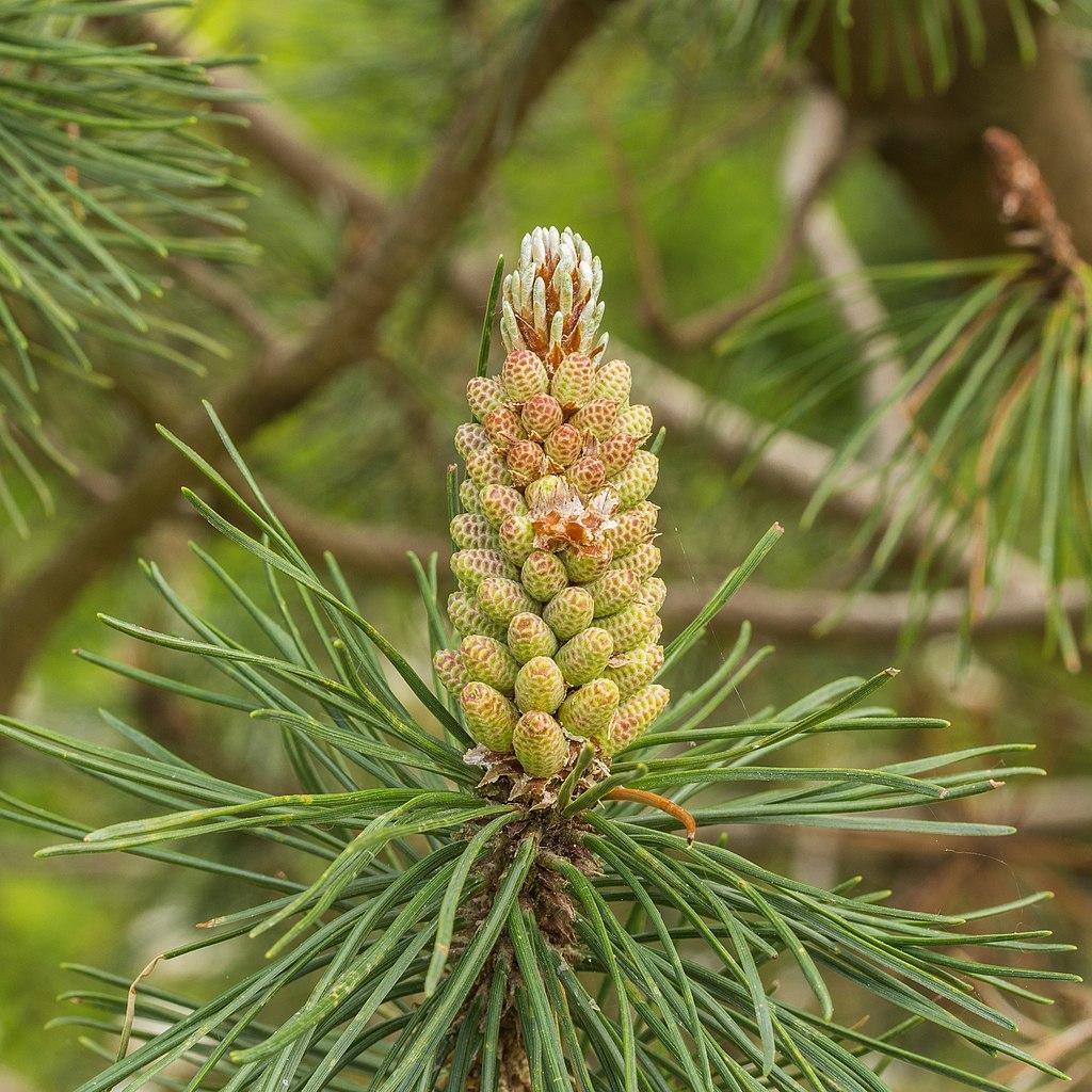 Photo of Mugo Pine (Pinus mugo) uploaded by robertduval14