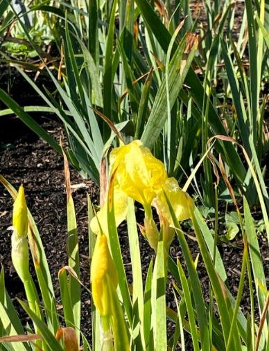 Photo of Standard Dwarf Bearded Iris (Iris 'Baby Blessed') uploaded by sedumzz