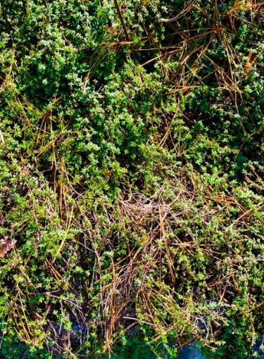 Photo of Caraway Thyme (Thymus herba-barona) uploaded by sedumzz