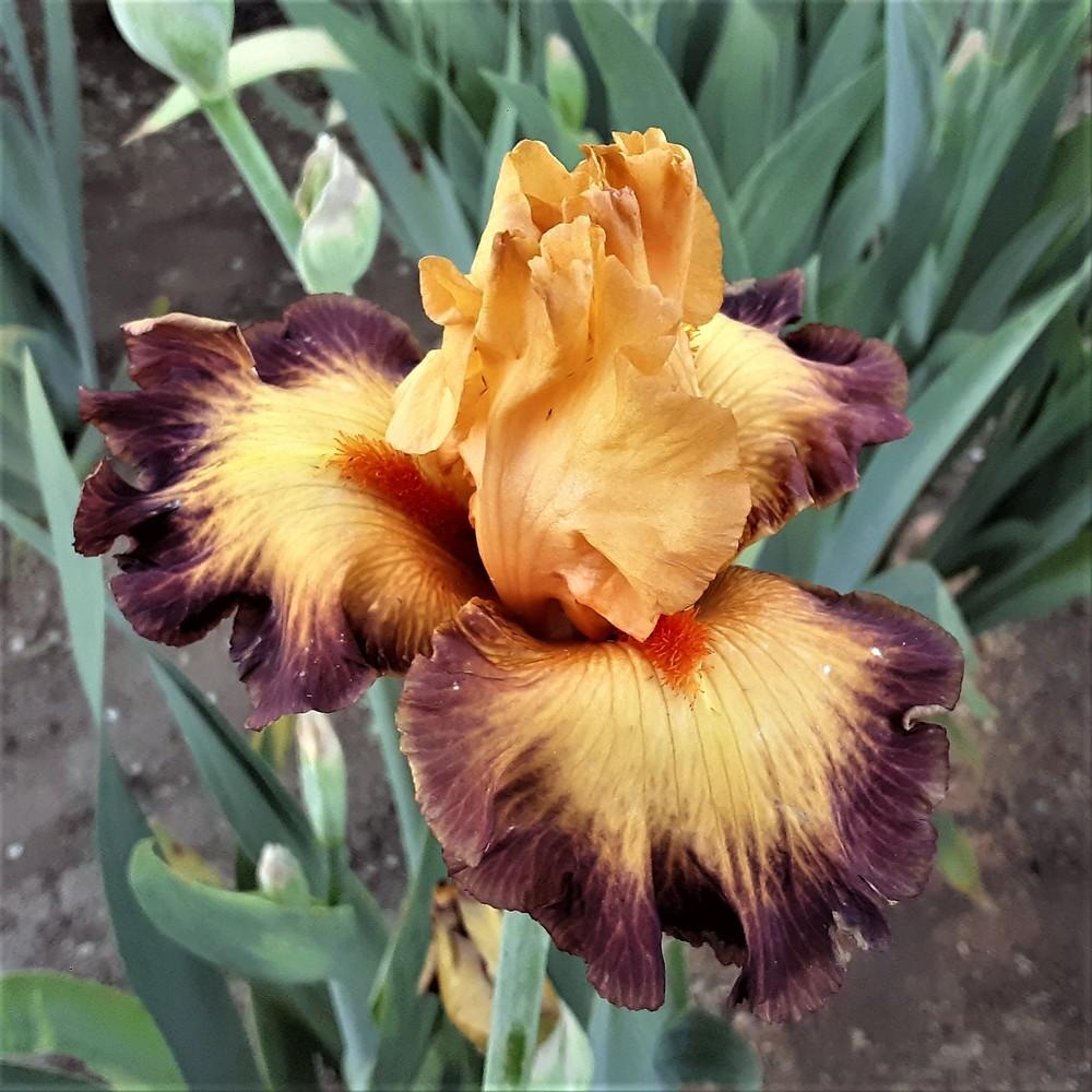 Photo of Tall Bearded Iris (Iris 'Jazz Band') uploaded by Bitoftrouble