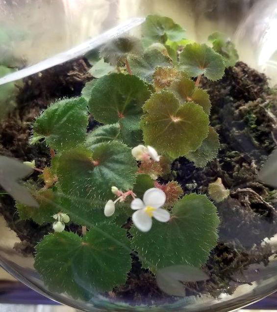 Photo of Begonia (Begonia alchemilloides) uploaded by Donnabeverin