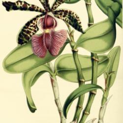
Date: c. 1852
illustration by L. Stroobant from 'Flore des serres', 1852
