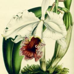 
Date: c. 1852
illustration of Cattleya labiata var. candida from 'Flore des ser