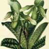 illustration of Paphiopedilum javanicum as Cypripedium javanicum 