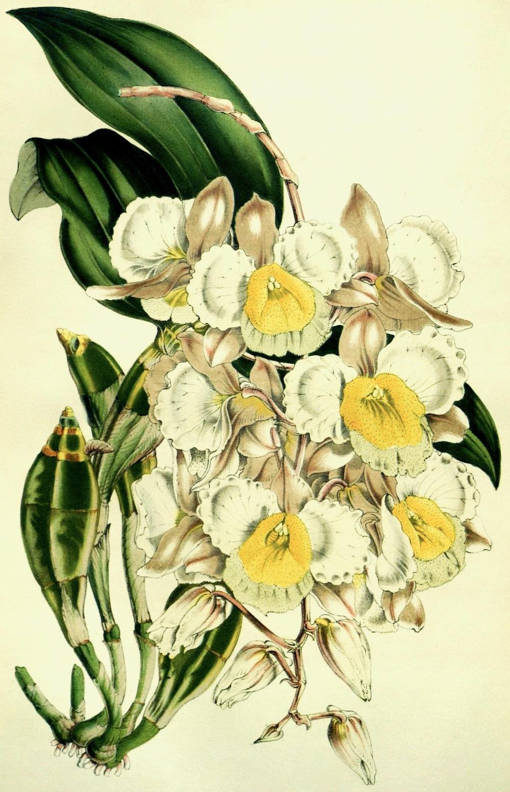 Photo of Orchid (Dendrobium farmeri) uploaded by scvirginia