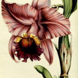 
Date: c. 1852
illustration of Cattleya labiata var. picta from 'Flore des serre