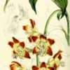 illustration of Chysis aurea var. maculata from 'Flore des serres