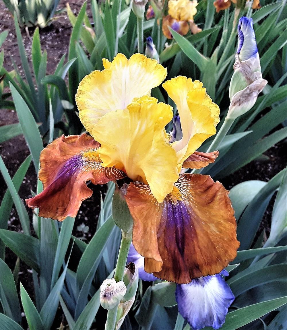 Photo of Tall Bearded Iris (Iris 'Mayan Mysteries') uploaded by Bitoftrouble