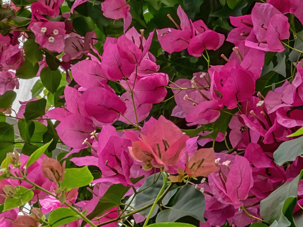 Photo of Bougainvilleas (Bougainvillea) uploaded by arctangent