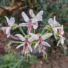 Geraniaceae:  Pelargonium crithmifolia - these blooms fascinate m