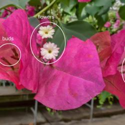 Location: Conservatory, Hidden Lake Gardens, Michigan
Date: 2018-08-17
Bougainvillea blooms are inconspicuous, and the buds are even mor