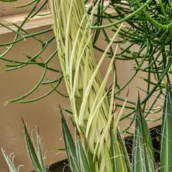 Location: Conservatory, Hidden Lake Gardens, Michigan
Date: 2018-08-17
Agave filifera - detail of emerging bloom stalk