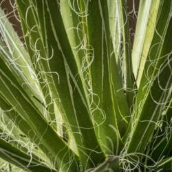 Location: Conservatory, Hidden Lake Gardens, Michigan
Date: 2018-03-17
Agave filifera - detail of the threads that give this plant its n