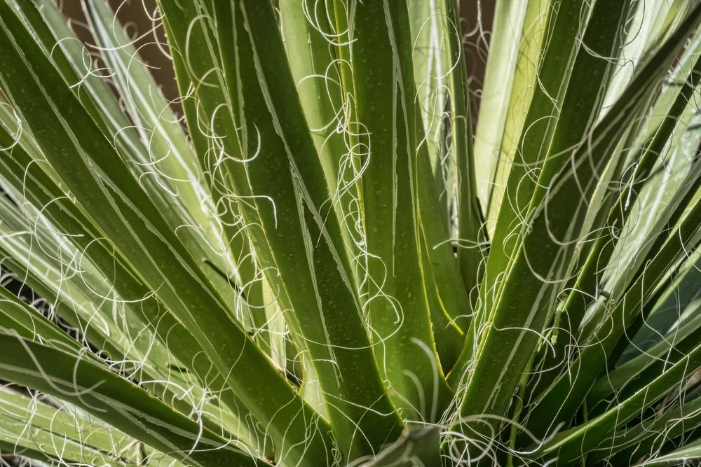 Photo of Thread Agave (Agave filifera) uploaded by arctangent