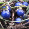 spectacular bright blue fruit hidden under the foliage in late fa