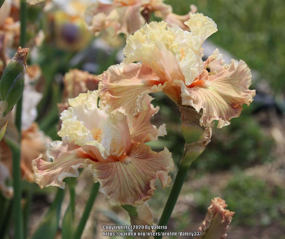 Photo of Tall Bearded Iris (Iris 'Australian Rosé') uploaded by Valery33