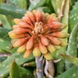 Location: Conservatory, Hidden Lake Gardens, Michigan
Date: 2018-03-17
Aloe sinkatana buds