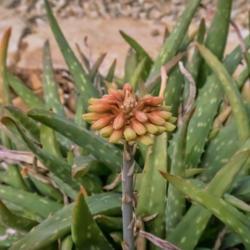Location: Conservatory, Hidden Lake Gardens, Michigan
Date: 2018-03-17
Aloe sinkatana just coming into bloom