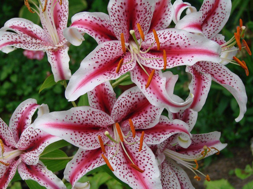 Photo of Oriental Lily (Lilium 'Dizzy') uploaded by Joy