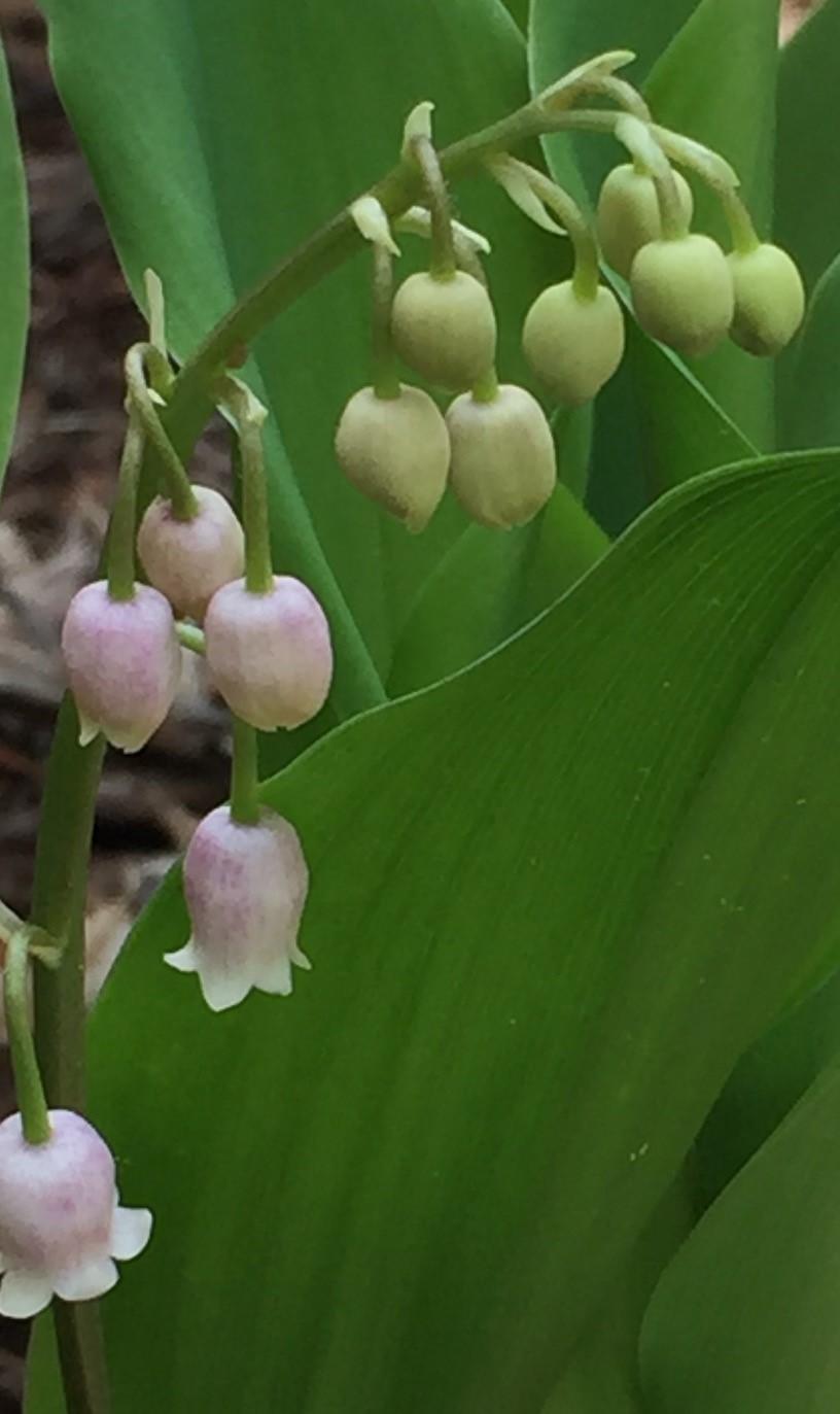 Photo of Pink Lily of the Valley (Convallaria majalis 'Rosea') uploaded by gregnc