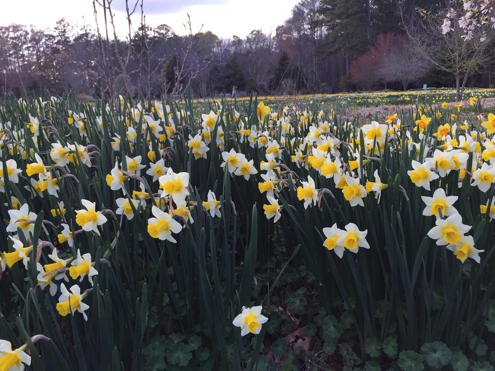 Photo of Jonquilla Daffodil (Narcissus 'Golden Echo') uploaded by gregnc