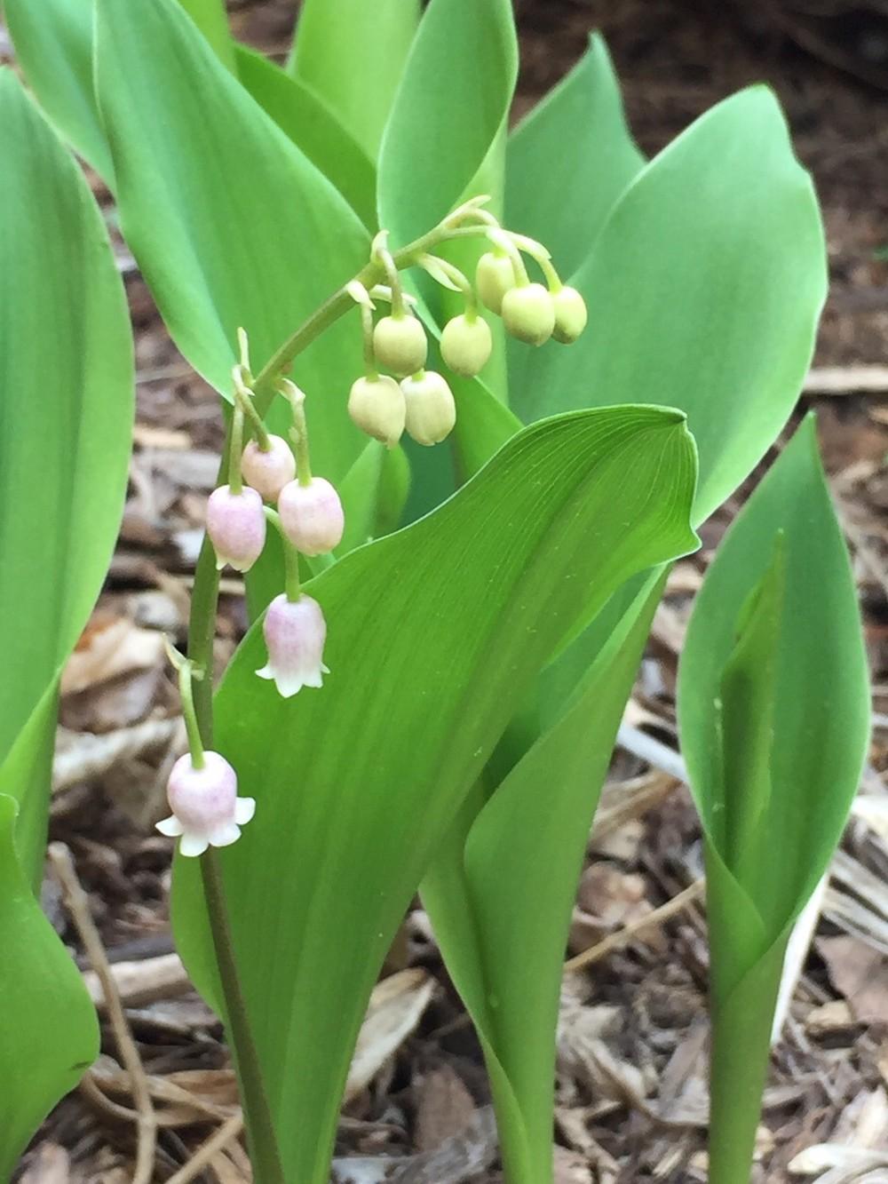 Photo of Pink Lily of the Valley (Convallaria majalis 'Rosea') uploaded by gregnc