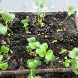 Location: indoors Toronto, Ontario
Date: 2020-12-26
Kale (Brassica oleracea 'Nero di Toscana') seedlings.