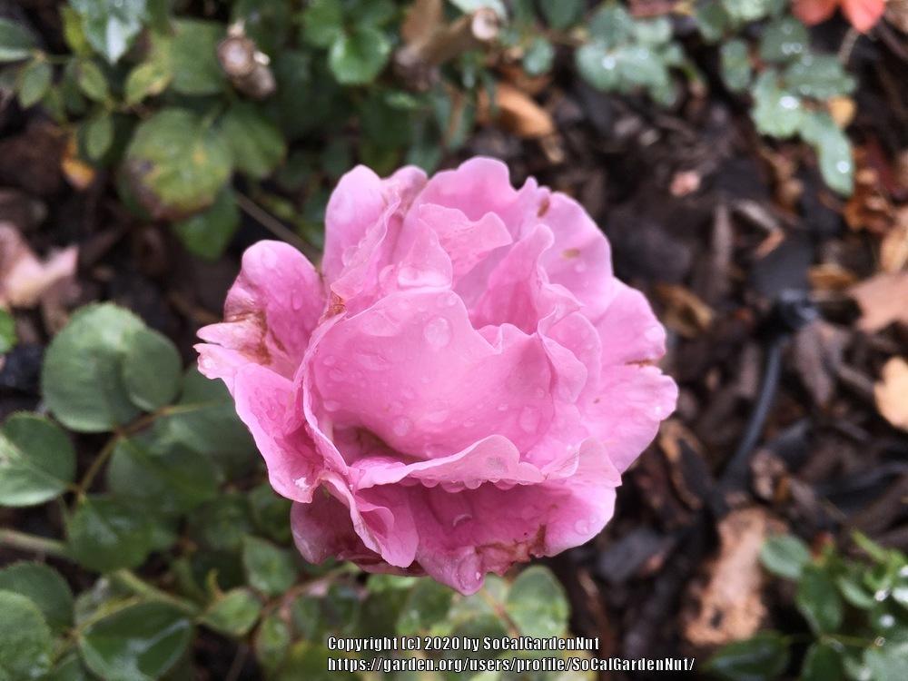 Photo of Rose (Rosa 'Angel Face') uploaded by SoCalGardenNut