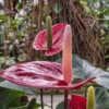Araceae:  Anthurium x 'Red Rocket' - just a hint of the more typi
