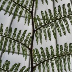 Location: Conservatory, Hidden Lake Gardens, Michigan
Date: 2018-03-17
Alsophila australis, Rough Tree Fern, looking up as it towers ove