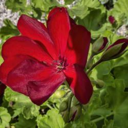 Location: Bonsai Court, Hidden Lake Gardens, Michigan
Date: 2018-08-17
Calliope Dark Red, Pelargonium x hortorum, single bloom