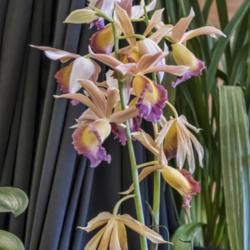 Location: AAOS Orchid Show, Matthaei Botanical Gardens, Ann Arbor
Date: 2018-03-18
Phaius Dan Rosenberg 'Tropical Ice'