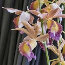 Location: AAOS Orchid Show, Matthaei Botanical Gardens, Ann Arbor
Date: 2018-03-18
Phaius Dan Rosenberg 'Tropical Ice'