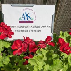 Location: Bonsai Court, Hidden Lake Gardens, Michigan
Date: 2018-08-17
Geranium Interspecific Calliope Dark Red, Pelargonium x hortorum