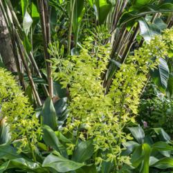 Location: Conservatory, Matthaei Botanical Gardens, Ann Arbor
Date: 2018-08-30
Grammatophyllum scriptum - many blooms open, and many more to com