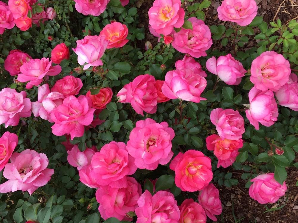 Photo of Rose (Rosa 'Sunrise Sunset') uploaded by gregnc