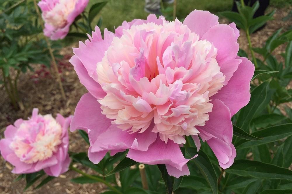 Photo of Peony (Paeonia lactiflora 'Bowl of Beauty') uploaded by gregnc