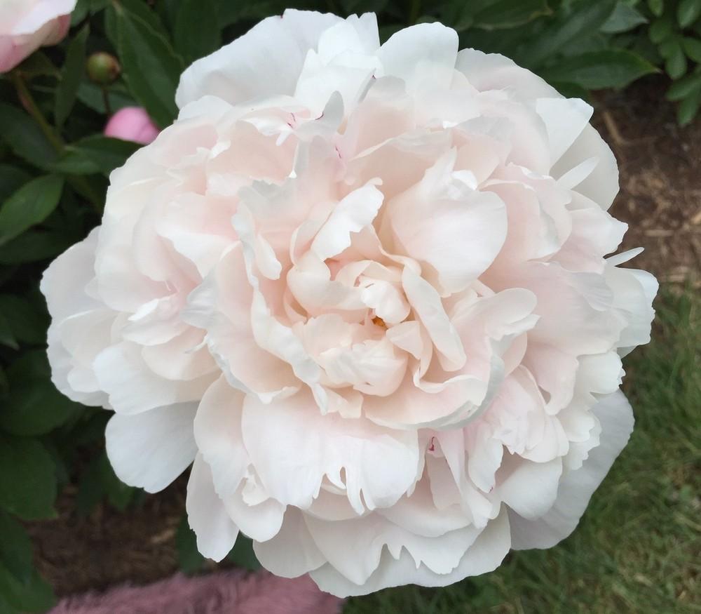 Photo of Chinese Peony (Paeonia lactifora 'Mrs. Franklin D. Roosevelt') uploaded by gregnc