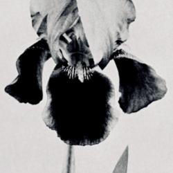 
Date: c. 1936
photo from the 1936 catalog, Milliken Iris Gardens, Pasadena, Cal