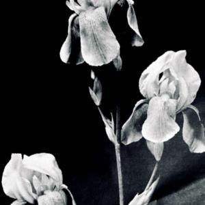 photo from the 1936 catalog, Milliken Iris Gardens, Pasadena, Cal