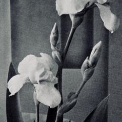 
Date: c. 1938
photo from the 1938 catalog, Milliken Iris Gardens, Pasadena, Cal