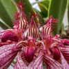 Bulbophyllum Elizabeth Ann Buckleberry - Laughing at us?