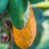 Caricaceae:  Carica papaya 'Tainung' - fruit